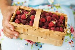 Hand holding woodchip basket of fresh raspberries