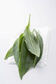 Ramsons (wild garlic) leaves