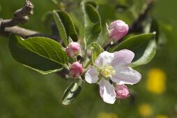 A sprig of apple blossoms (variety: Braeburn)
