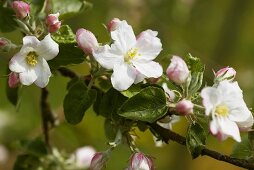 A sprig of apple blossoms (variety: Boskop)