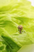Small snail on a lettuce leaf