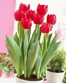 'Cherry Delight' tulips in flowerpot