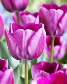 Tulip 'Andre Rieu'
