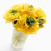Ranunculus 'Mirabelle Vert' in vase