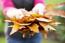 Hands holding autumn leaves