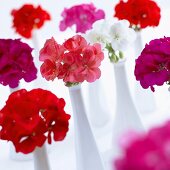 Various pelargoniums in specimen vases