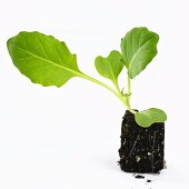 A young white cabbage plant