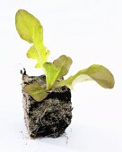 Salat-Jungpflanze (Lactuca sativa var. foliosa)