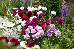 Peonies of various colours in garden