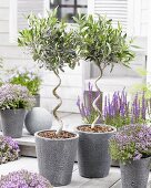 Small olive trees in pots on terrace