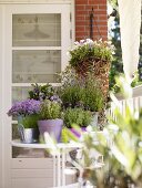 Various culinary herbs in pots on a balcony