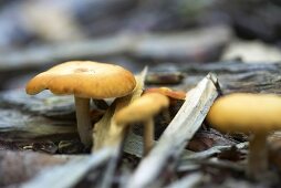 Mushrooms among wood chips