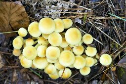 Sulphur tuft (Hypholoma fasciculare) in forest, from above