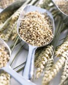 Barley grains in metal scoop