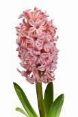 Hyacinth 'Anna Marie'