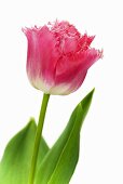 Tulpe 'Fancy Frills'