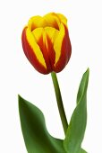 Tulip 'Andre Citroen'