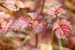 Astilbe 'Color Flash'