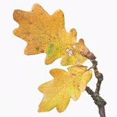 Oak leaves with autumn tints