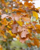 Rotbuche (Fagus sylvatica) mit herbstlichen Blättern