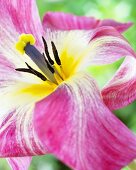Tulip 'Flaming Purissima' (close-up)