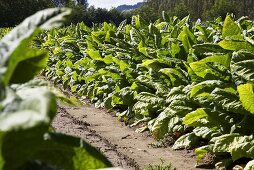 Tobacco plants in the field