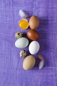Different types of eggs on purple background