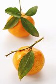 Mandarin oranges with leaves