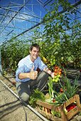 Grower in greenhouse picking tomatoes