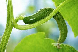 Cucumber on the plant in a greenhouse