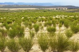 Rooibos plantation (South Africa)