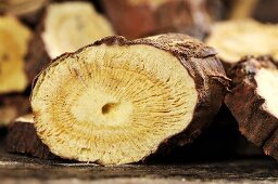 Dried Ural liquorice root, close-up