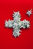 Edelweiss flowers forming the Swiss flag