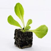 Young lettuce plant (Lactuca sativa)