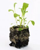 Young rocket plants (Eruca vesicaria ssp. sativa)