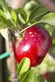 Red apple, variety 'Akane', on the branch