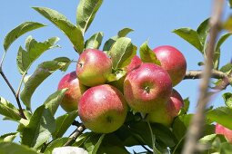 Äpfel der Sorte 'Discovery' am Baum
