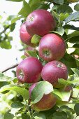 Red apples, variety 'Kardinal Bea', on the tree