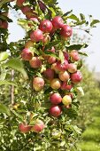 Rote Äpfel der Sorte 'Mitchgla' am Baum