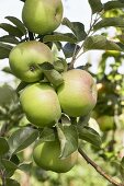 Äpfel der Sorte 'Ontario' am Baum