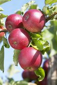 Rote Äpfel der Sorte 'Rode Jonathan' am Baum