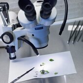 Microscope and pieces of plant material