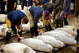 Tuna auction at Tsukiji Fish Market in Tokyo