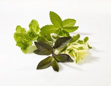 Various types of mint