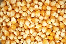 Corn kernels (popping corn, full-frame)