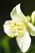 Jasmine flower (close-up)