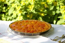 Apricot tart on garden table