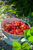 Frische Kirschen in einem Abtropfsieb im Garten stehend