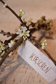 Sprigs of cherry blossom