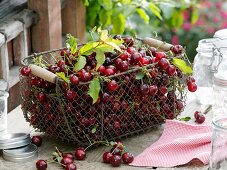 Freshly picked sour cherries in and around wire basket